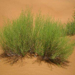 Seeds of artemisia desertorum spreng