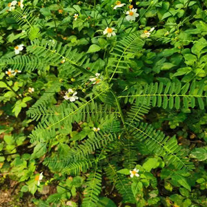 Seeds of sesbania cannabina