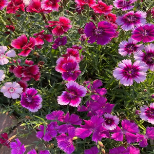 Seeds of dianthus barbatus