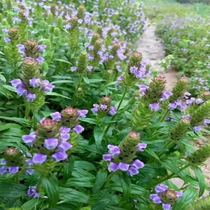 Seeds of prunella vulgaris