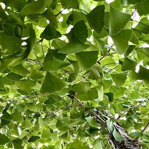 Seeds of ginkgo biloba