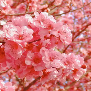 Seeds of cherry blossom