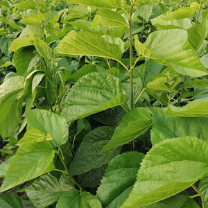 Seeds of hybrid mulberry leaves