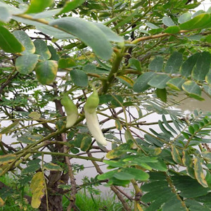 Seeds of gleditsia sinensis
