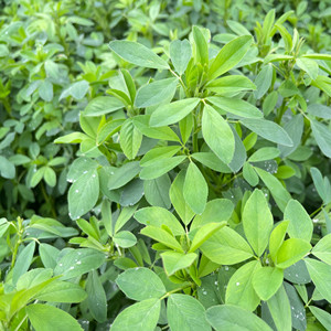 Seeds of medicago sativa