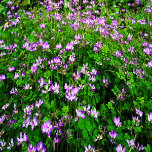 Seeds of astragalus sinicus