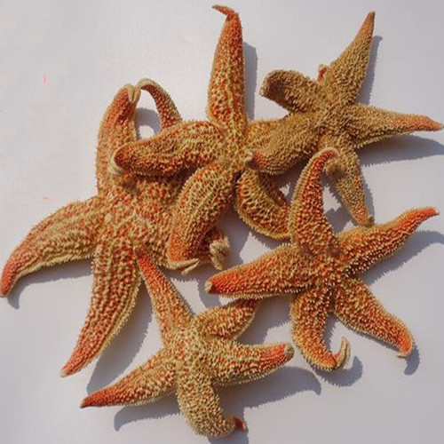 Craspidaster Hesperus