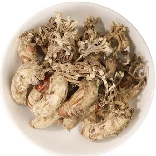 Paecilomyces Cicadae