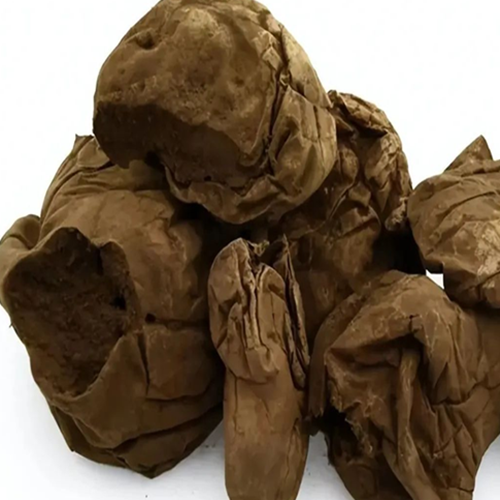 Lasiosphaera Seu Calvatia