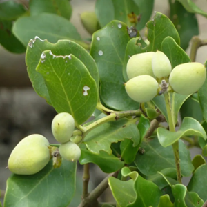 Seeds of adenanthera