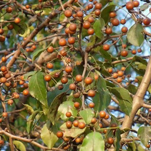Seeds of pyrus betulifolia bunge