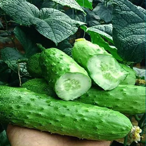 Seeds of long crispy cucumber