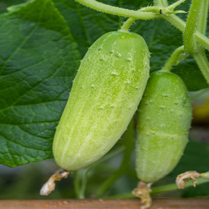 Seeds of ground cucumber