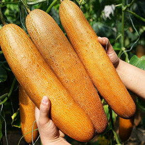 Seeds of old yellow cucumber