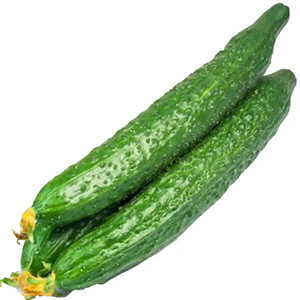 Seeds of long-shape cucumber 