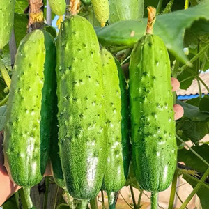 Seeds of fruit short cucumber