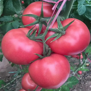 Seeds of pink tomato