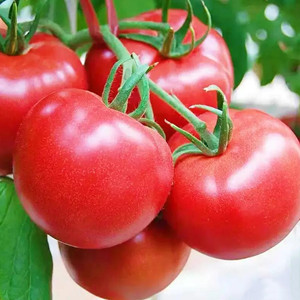 Seeds of red tomato