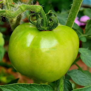 Seeds of green tomato