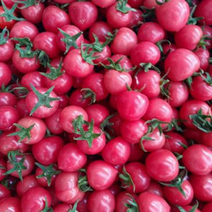 Seeds of pink cherry tomato