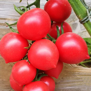 Seeds of plum-shaped red tomato
