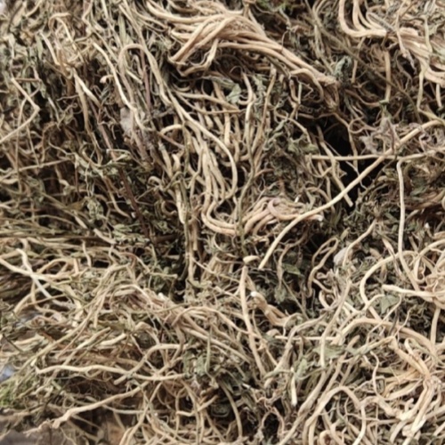Lobelia Chinensis Lour