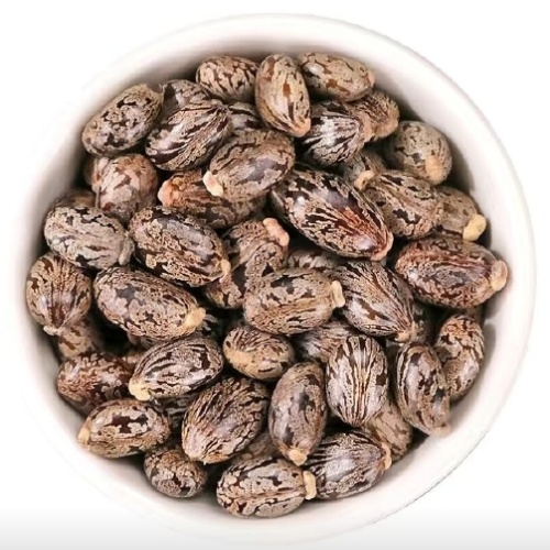 Castor Bean