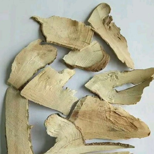 Llex Asprella