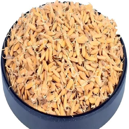Setaria Italica