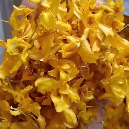 Dendrobium Chrysotoxum