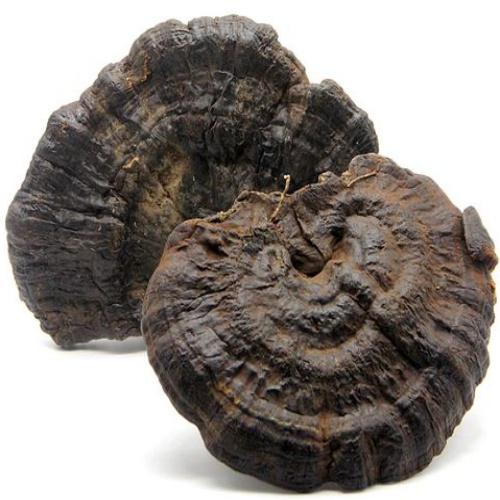 Ganoderma Sinense
