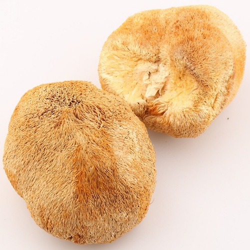 Hericium Erinaceus