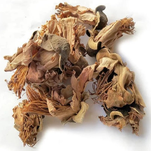 Gossampinus Malabarica